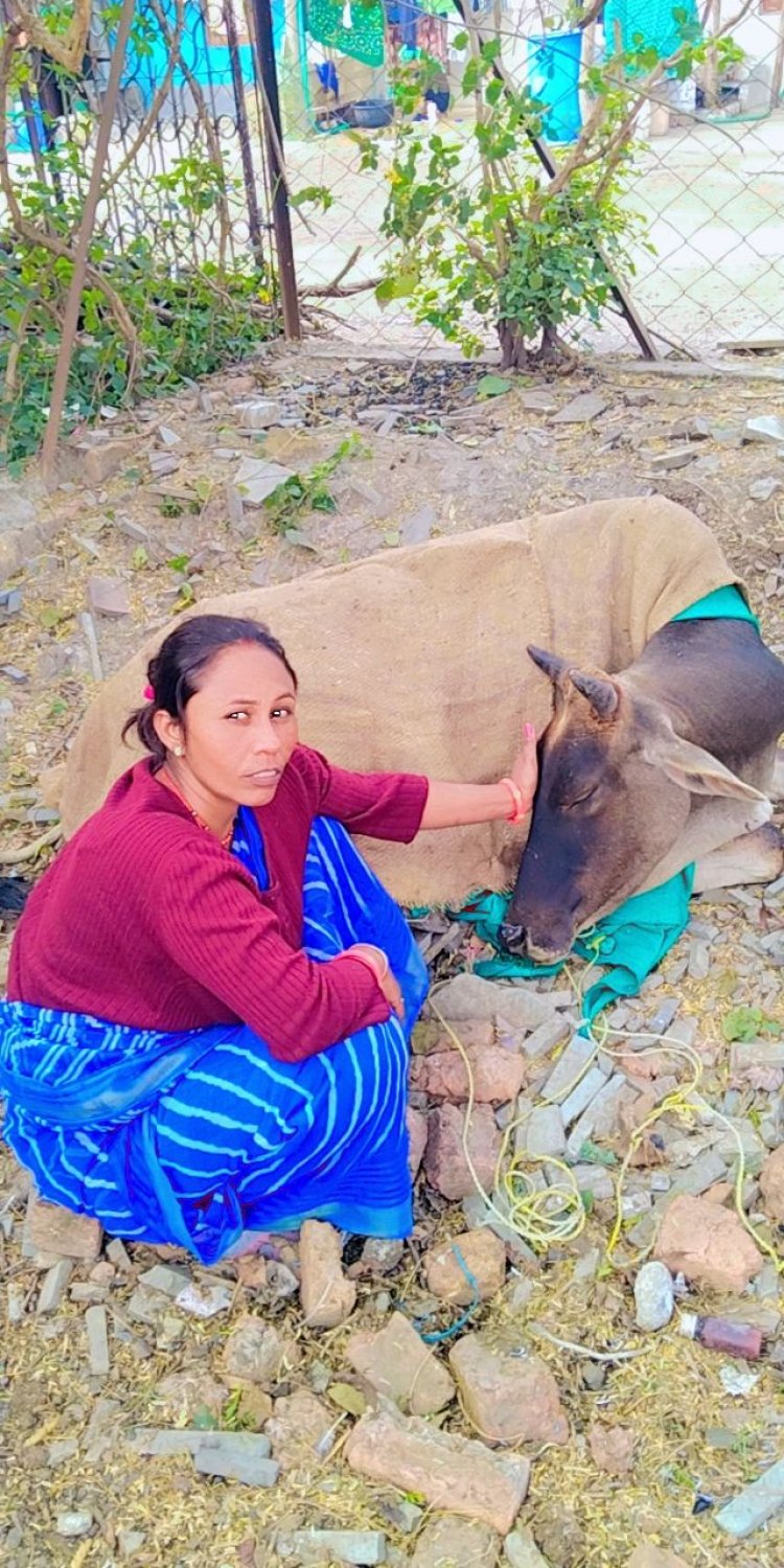 एक सेवा ऐसी भी - म प्र युवा शिवसेना गोरक्षा न्यास महिला मोर्चा द्वारा घायल गौ माता का इलाज कर स्वास्थ किया