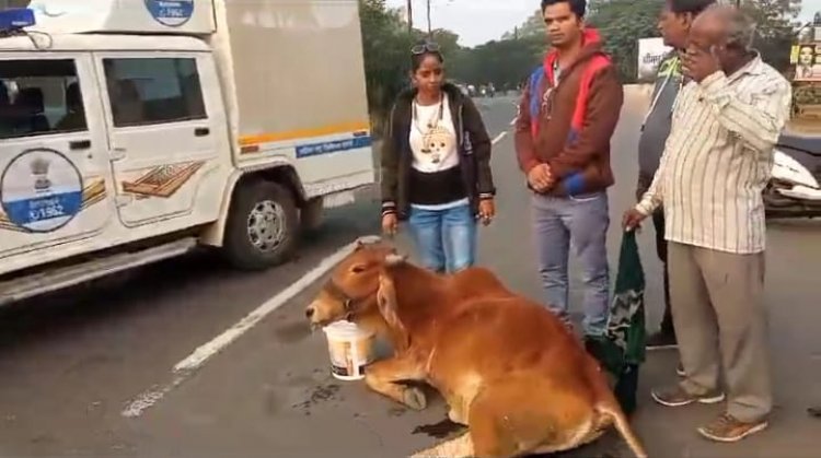 गौ माता को मारी  टक्कर,अज्ञात वाहन ने,आरोपी चालक फरार