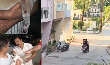 रतलाम में रूह कंपा देने वाली पशु क्रूरता: चलती स्कूटी से पिल्ले को घसीटा, दो महिलाओं पर FIR